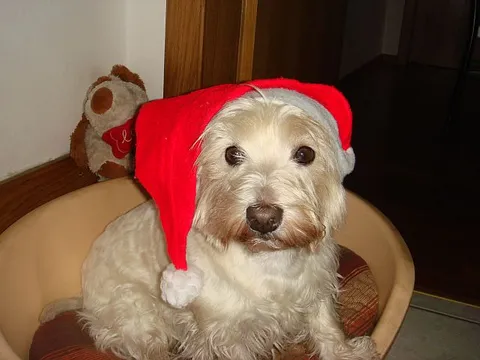 božićni pas2