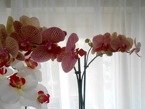 Orhideja- POMOĆ!!