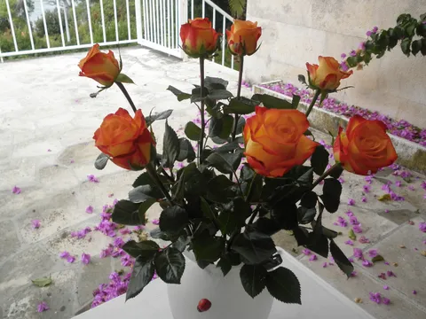 Ruže koje sam dobila za okruglu godišnjicu braka