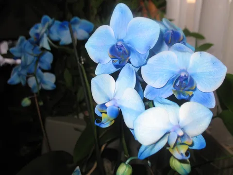 Moja plava orhideja