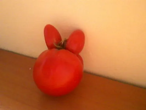 Zeka od paradajza