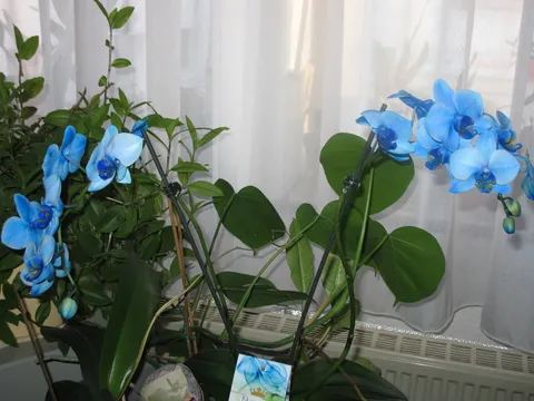 Moja plava orhideja