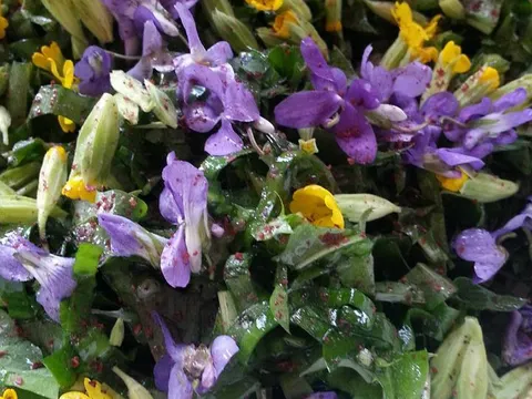 Cvjetna salata