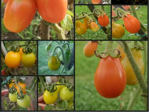 Cherry rajčice u teglama