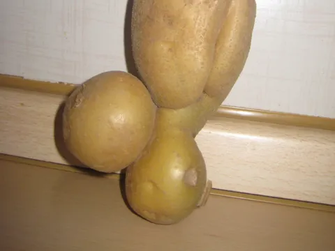 Veliki, tvrdi... krumpir! :)
