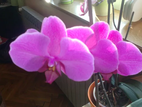 moja najdraža orhideja opet cvjeta...
