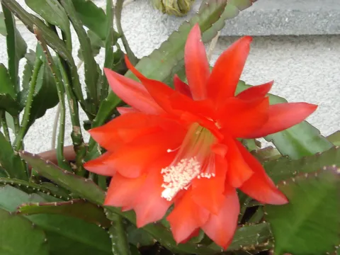 cvijet  kaktusa