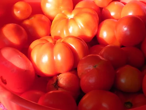 Dozrijevanje zelenog paradajza