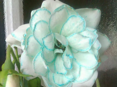 "plava" ruža