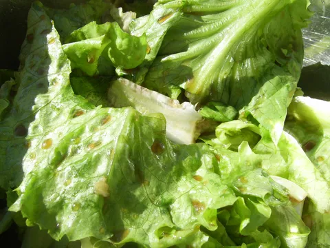 Zelena salata mojeg dragog