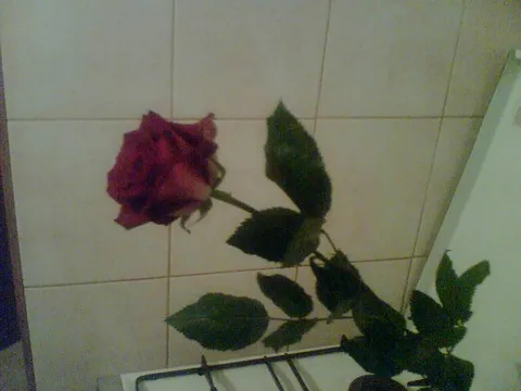 ruža koju sam dobila od dečka na poklon:)