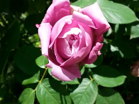 Ruža ispred moje kuće
