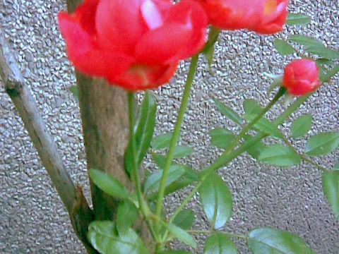 Novembarska ruža