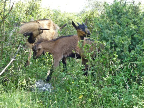 Amalteja - capra hircus ili jednostavno, po naški – koza