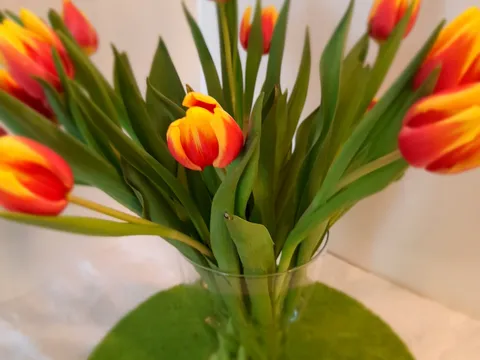 Moji tulipani za 8. ožujak ❤