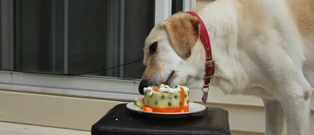 Torta za pse