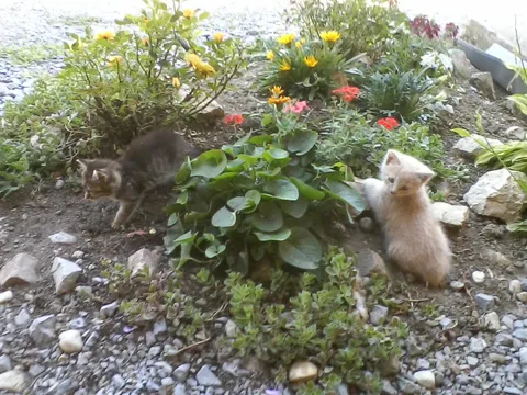 mačke i cvijeće
