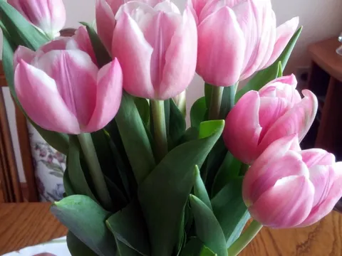 Hvala mojoj dječici na prekrasnim tulipanima za Majčin dan!