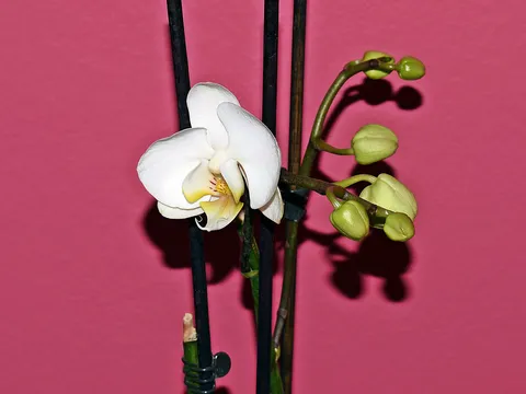I moje se orhideje spremaju na cvjetni boom 2020.