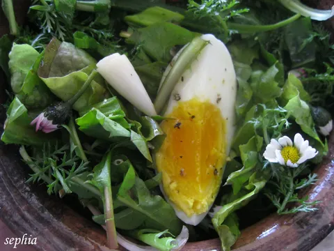 Proljetna salata od samoniklog bilja