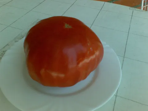 Makedonski paradajz
