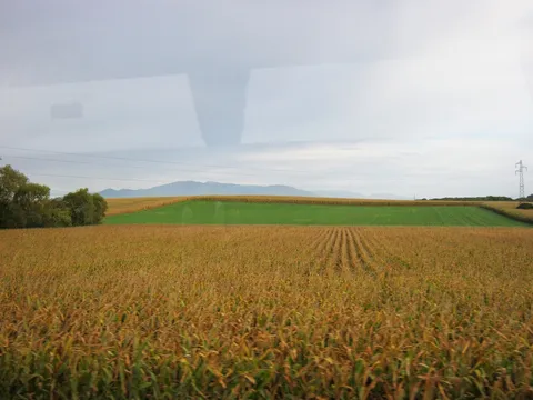 polje kukuruza