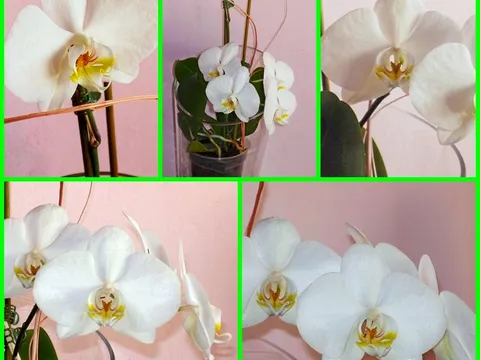 Orhideja u punom cvatu