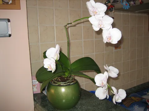Moja orhideja