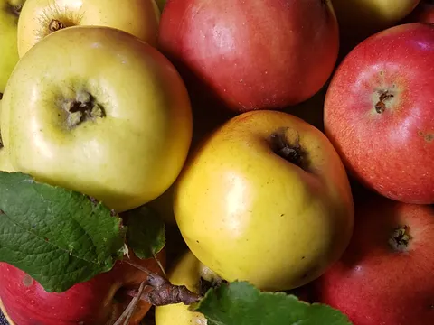 Jabuke,crvene i žute