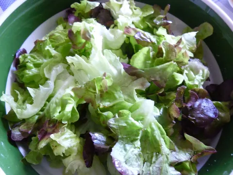 Salata hrastov list crveni