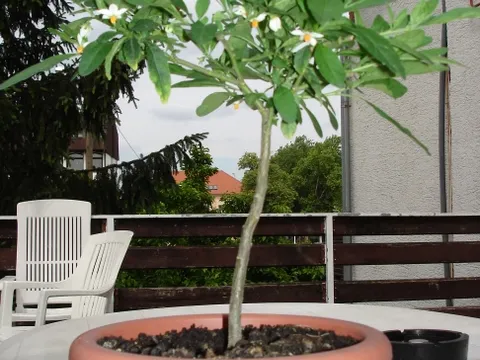 Rascvjetani Solanum