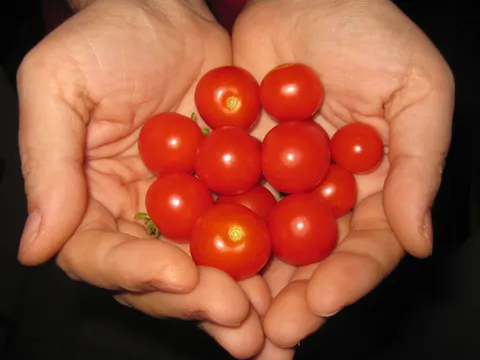 Cherry paradajz sa terase