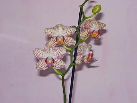 Nova orhideja