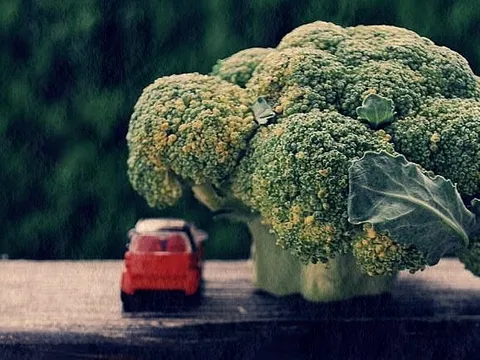 Broccoli tree