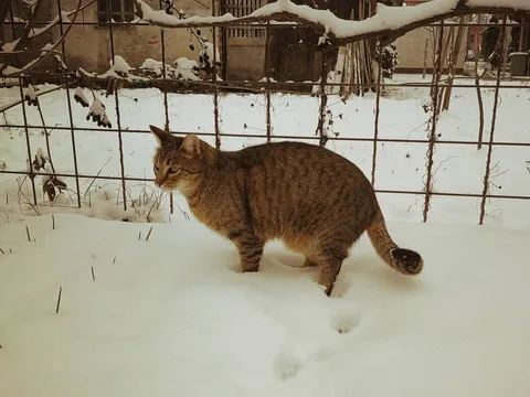 Mačak u snijegu