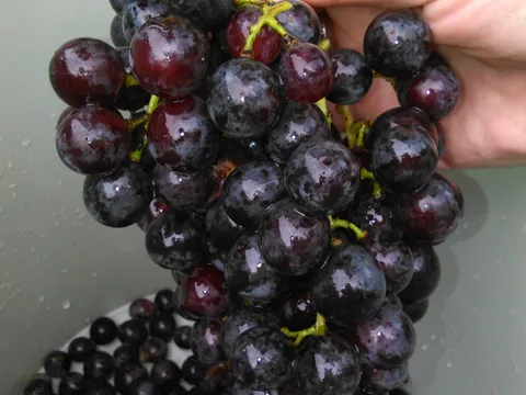 Sok od grozdja