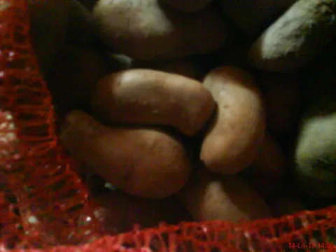 Krumpir kiflenjak