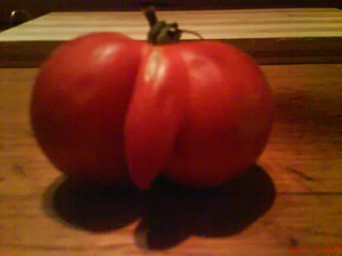 Muška rajčica