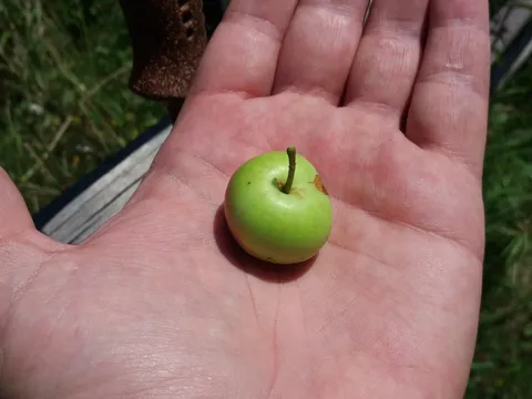 Mikro jabuka