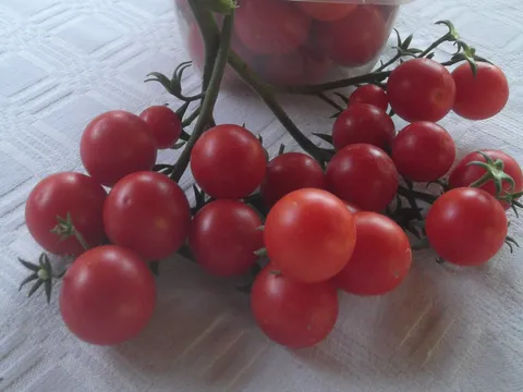 Moj čeri paradajz