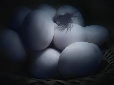 Izbjeljena jaja