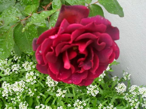 Ruža iz mog vrta