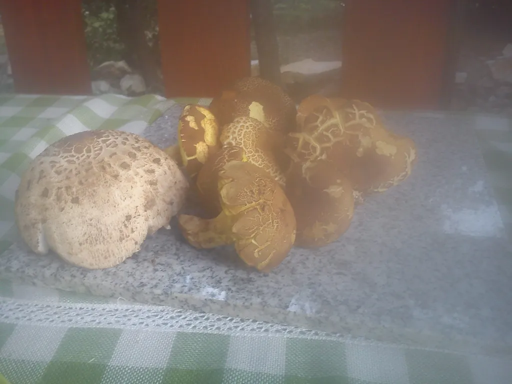 Pohane bukovaće (gljive)