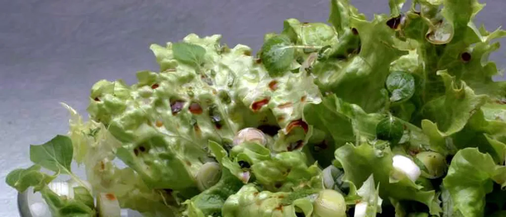 Zelena salata sa origanom