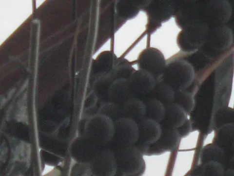 jos malo grozdja u decembru