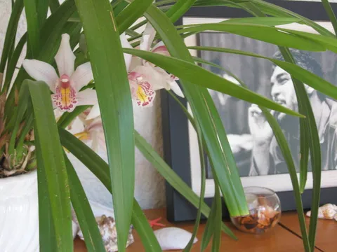 Che i orhideja