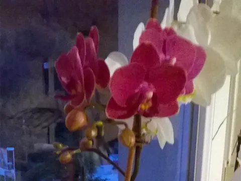 Još jedna orhideja